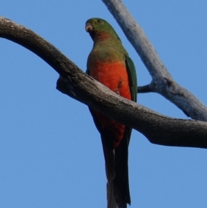 Alisterus scapularis at Hughes, ACT - 25 Apr 2019