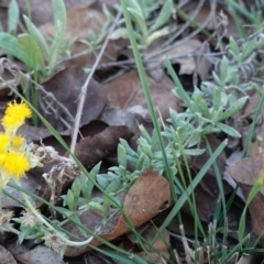 Chrysocephalum apiculatum at Deakin, ACT - 25 Apr 2019