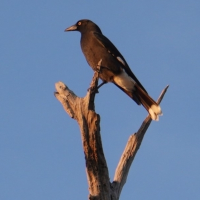 Strepera graculina (Pied Currawong) at Deakin, ACT - 24 Apr 2019 by JackyF