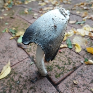 Coprinus sp. at Hughes, ACT - 23 Apr 2019