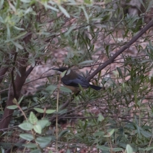 Acanthorhynchus tenuirostris at Michelago, NSW - 5 Apr 2019 03:51 PM