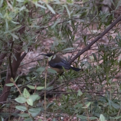 Acanthorhynchus tenuirostris (Eastern Spinebill) at Michelago, NSW - 5 Apr 2019 by Illilanga