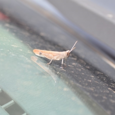 Goniaea opomaloides (Mimetic Gumleaf Grasshopper) at Wamboin, NSW - 10 Jan 2019 by natureguy