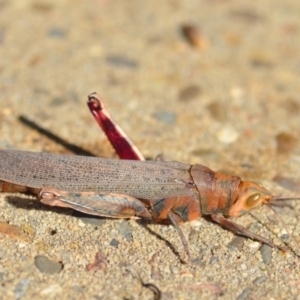 Pardillana limbata at Wamboin, NSW - 14 Jan 2019