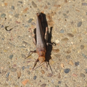 Pardillana limbata at Wamboin, NSW - 14 Jan 2019