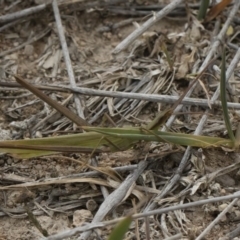 Acrida conica at Michelago, NSW - 17 Mar 2019