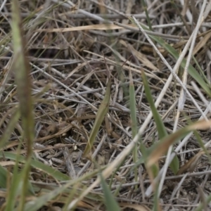 Acrida conica at Michelago, NSW - 17 Mar 2019