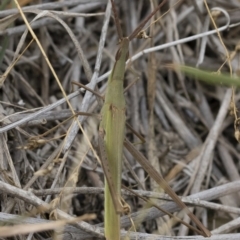 Acrida conica at Michelago, NSW - 17 Mar 2019 12:22 PM