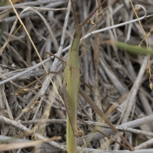 Acrida conica at Michelago, NSW - 17 Mar 2019