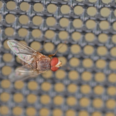 Palpostoma sp. (genus) (Tachinid fly) at Wamboin, NSW - 15 Jan 2019 by natureguy