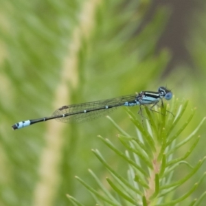 Austroagrion watsoni at Michelago, NSW - 17 Mar 2019 01:11 PM