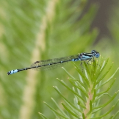 Austroagrion watsoni (Eastern Billabongfly) at Michelago, NSW - 17 Mar 2019 by Illilanga