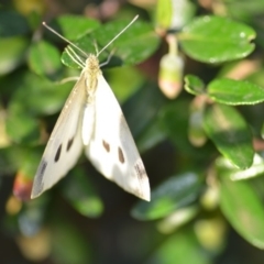 Pieris rapae (Cabbage White) at Wamboin, NSW - 15 Jan 2019 by natureguy