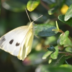 Pieris rapae at Wamboin, NSW - 16 Jan 2019 10:18 AM