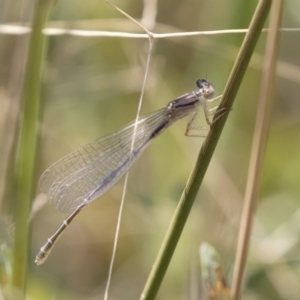 Xanthagrion erythroneurum at Michelago, NSW - 25 Feb 2019 11:03 AM