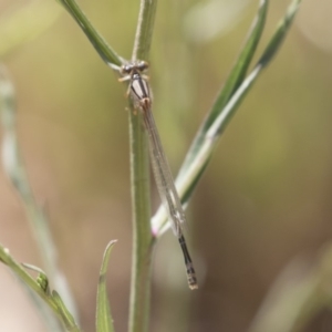 Xanthagrion erythroneurum at Michelago, NSW - 25 Feb 2019 11:03 AM