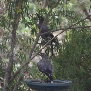 Strepera versicolor at Wamboin, NSW - 16 Jan 2019