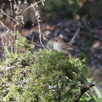 Malurus cyaneus (Superb Fairywren) at Michelago, NSW - 2 Dec 2018 by Illilanga