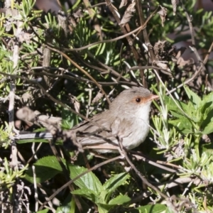 Malurus cyaneus at Michelago, NSW - 3 Dec 2018