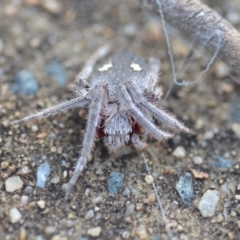 Hortophora sp. (genus) (Garden orb weaver) at Wamboin, NSW - 17 Jan 2019 by natureguy