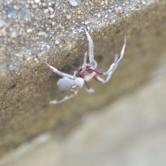 Hortophora sp. (genus) at Wamboin, NSW - 17 Jan 2019