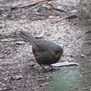 Pycnoptilus floccosus at Paddys River, ACT - 25 Apr 2019