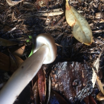 Oudemansiella gigaspora group (Rooting Shank) at Mirador, NSW - 25 Apr 2019 by hynesker1234