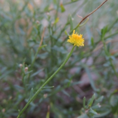 Calotis lappulacea (Yellow Burr Daisy) at Conder, ACT - 17 Apr 2019 by MichaelBedingfield