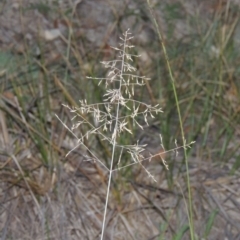 Eragrostis curvula (African Lovegrass) at Tennent, ACT - 13 Apr 2019 by michaelb