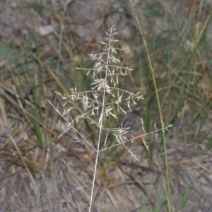 Eragrostis curvula at Tennent, ACT - 13 Apr 2019 07:53 PM