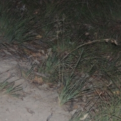 Eragrostis curvula at Tennent, ACT - 13 Apr 2019 07:53 PM