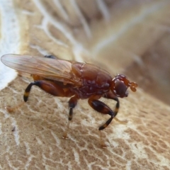 Tapeigaster argyrospila (Fungus fly) at Majura, ACT - 25 Apr 2019 by Christine