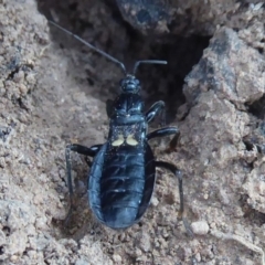 Peirates sp. (genus) (Yellow-spot Assassin Bug) at Majura, ACT - 25 Apr 2019 by Christine