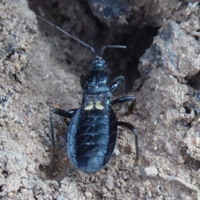 Peirates sp. (genus) (Yellow-spot Assassin Bug) at Campbell Park Woodland - 25 Apr 2019 by Christine