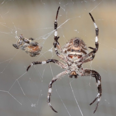 Hortophora transmarina (Garden Orb Weaver) at ANBG - 24 Apr 2019 by TimL