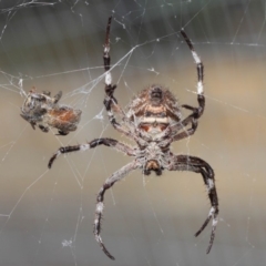 Hortophora transmarina at Hackett, ACT - 24 Apr 2019 12:09 PM