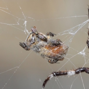 Milichiidae (family) at Hackett, ACT - 24 Apr 2019