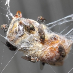 Milichiidae (family) at Hackett, ACT - 24 Apr 2019