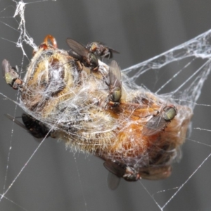 Milichiidae (family) at Hackett, ACT - 24 Apr 2019