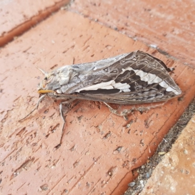 Abantiades atripalpis (Bardee grub/moth, Rain Moth) at Sutton, NSW - 24 Apr 2019 by jamiebarney