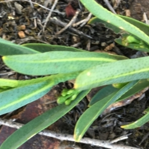 Philotheca myoporoides at Hughes, ACT - 26 Apr 2019 02:16 PM