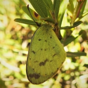 Eurema smilax at Tennent, ACT - 26 Apr 2019 12:26 PM