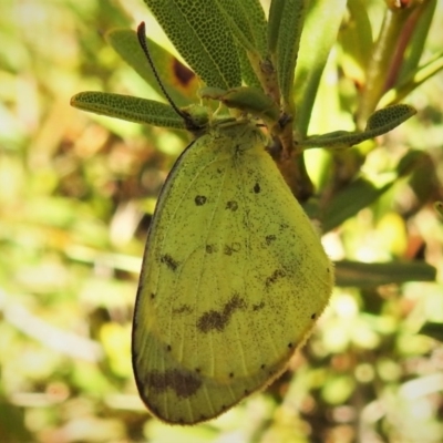 Eurema smilax (Small Grass-yellow) at Tennent, ACT - 26 Apr 2019 by JohnBundock