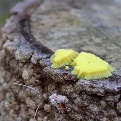 Stemonitis sp. (genus) (A slime mould) at Numbaa, NSW - 21 Oct 2018 by Nurjahan