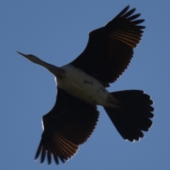 Anhinga novaehollandiae (Australasian Darter) at Giralang Wetlands - 24 Apr 2018 by Thurstan