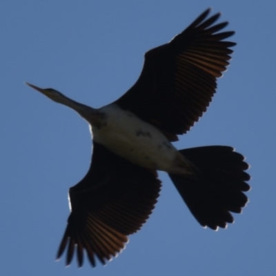 Anhinga novaehollandiae (Australasian Darter) at Giralang, ACT - 25 Apr 2018 by Thurstan