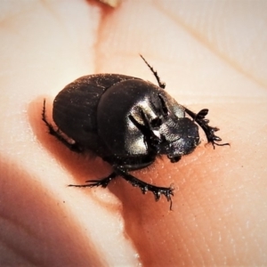 Onthophagus fuliginosus at Tennent, ACT - 26 Apr 2019 01:18 PM