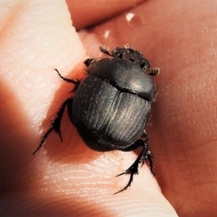 Onthophagus fuliginosus at Tennent, ACT - 26 Apr 2019 01:18 PM