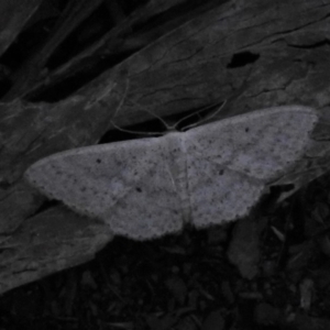 Scopula optivata at Cotter River, ACT - 26 Apr 2019 11:48 AM