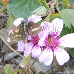 Taractrocera papyria at Molonglo Valley, ACT - 14 Apr 2019